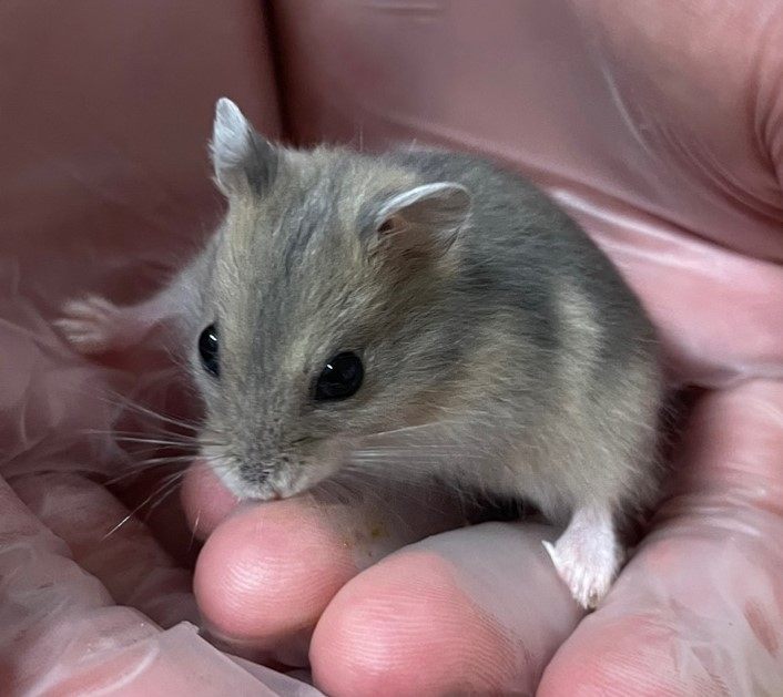 당진시동물보호소_444568202401025